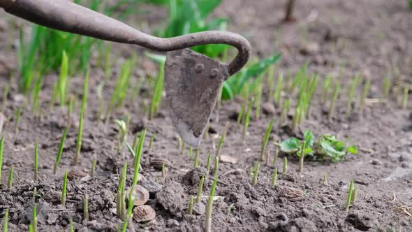 Close Up View of Plucking the Weeds By Hoe