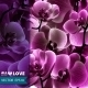 Orchid Flower Template - GraphicRiver Item for Sale