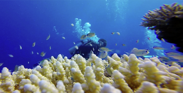 Underwater Colorful Fishes with A Diver