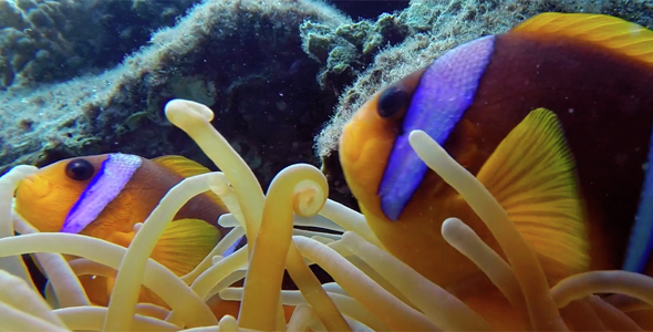 Beautiful Underwater Clownfish and Sea Anemones