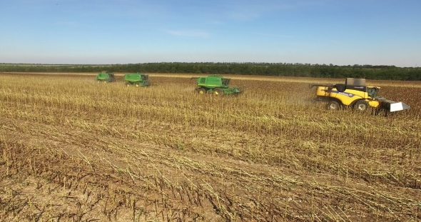 Four Combines Harvest Sunflower alt