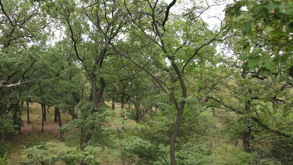 Aerial View of Green Forest in Summer. Ukraine