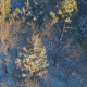 Aerial of Light Snow in the Forest - VideoHive Item for Sale