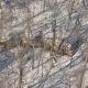 Aerial of Snow Ridge in the Forest - VideoHive Item for Sale