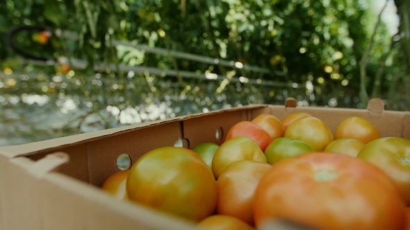 Tomatoes In a Greenhouse