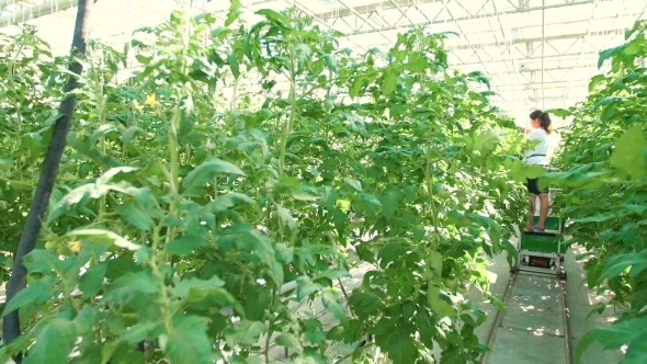 Tomatoes in a Greenhouse