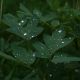 Leaves With Rain Drops - VideoHive Item for Sale