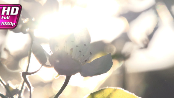 Bright Rays of Spring