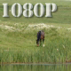 Horse Grazing near Lake - VideoHive Item for Sale