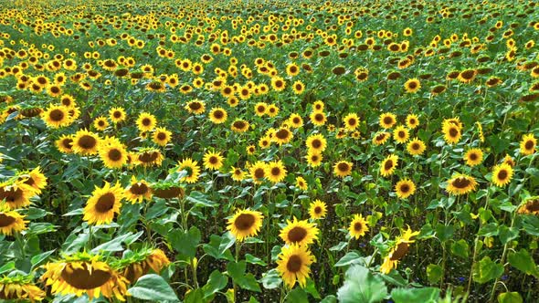 Sunflower field in summer. Aerial view of agriculture.