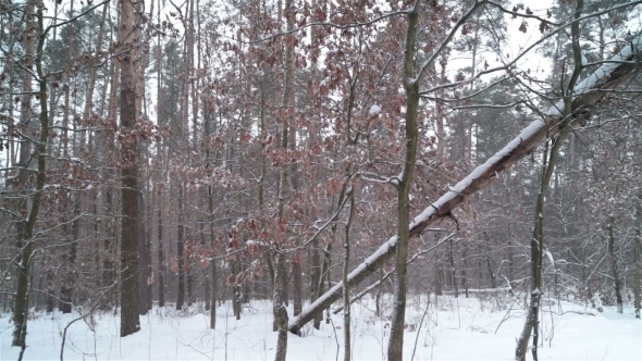 Winter In Wild Forest.