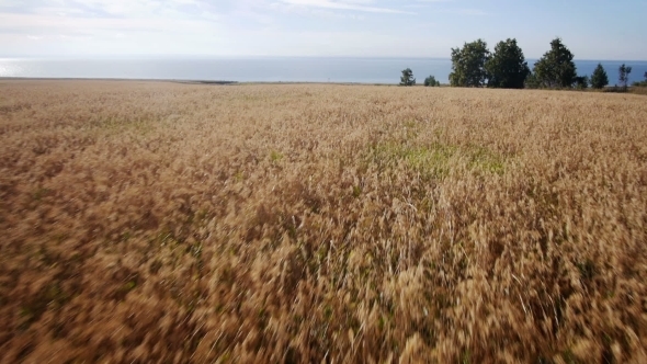 Aerial: Yellow Field Of Wheat, Blue Sea. Summer Morning.