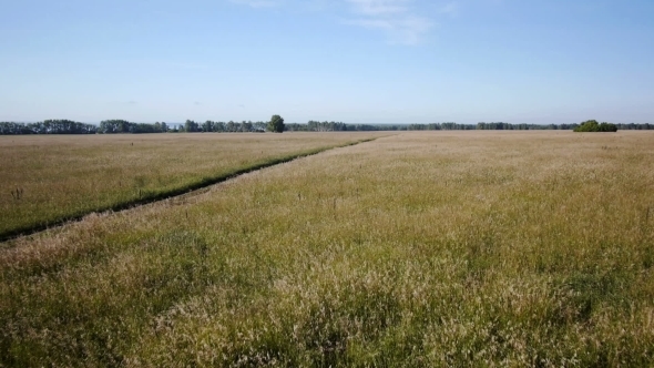 Aerial: Yellow Field Of Wheat, Blue Sea. Summer Morning.