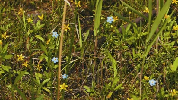 Beautiful Blue Forget-me-not Flowers at Field