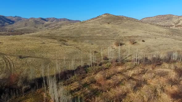 Autumn Poplars