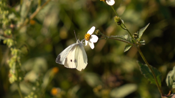 Butterfly on White Flower