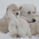 Healthy Puppies and Mom Playing in Winter Snow - VideoHive Item for Sale