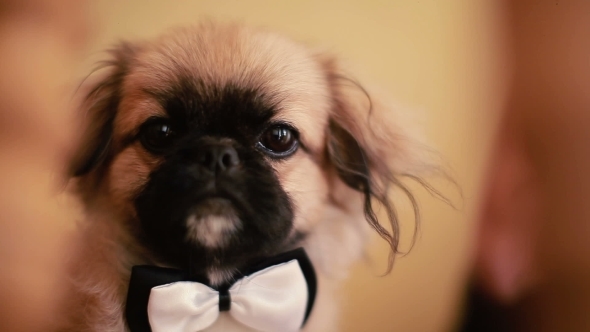 Portrait Of Cute Pug Dog Dressed In Bowtie