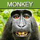 Jungle Monkey