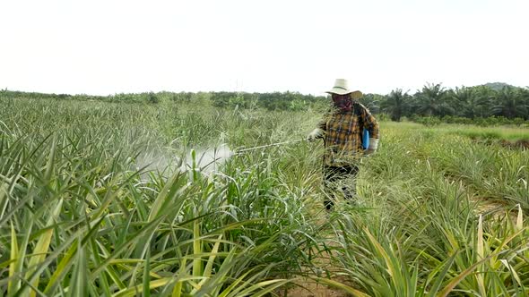 Fertilizer Spraying on Pineapple Farm in Thailand