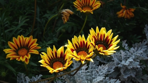 Yellow Flowers Gazania Swinging On The Wind