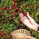 Picking Up Red Cherry From Cherry Tree - VideoHive Item for Sale
