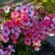 Pink Phlox Swinging On The Wind - VideoHive Item for Sale