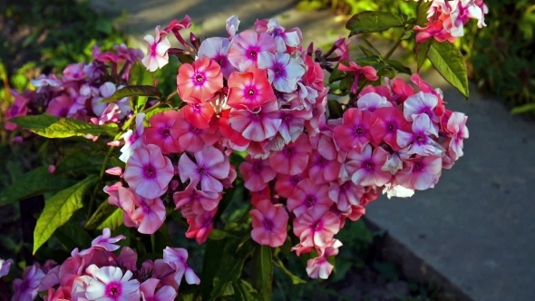 Pink Phlox Swinging On The Wind