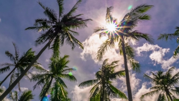 Coconut Palm Tree Against Blue Sky On Tropical Beach.