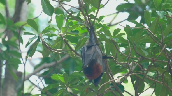 Flying Fox Hangs On a Tree Branch And Washes