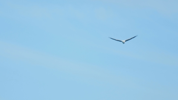 White-bellied Sea-eagle (Haliaeetus Leucogaster)