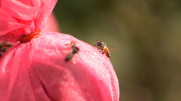 Bee Sucking Nectar