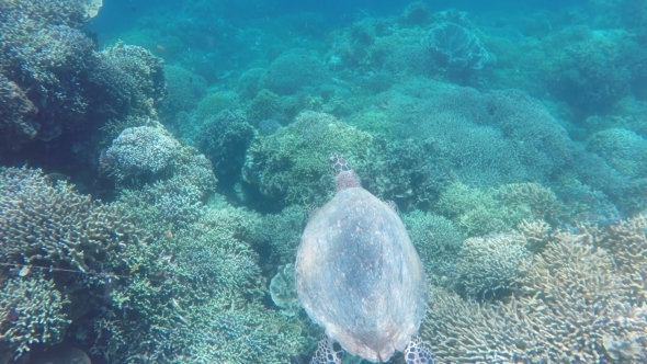 Sea Turtle In The Tropical Sea