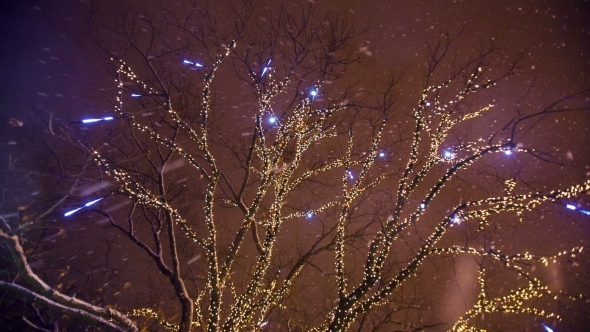 Christmass Illumination On a Tree At City