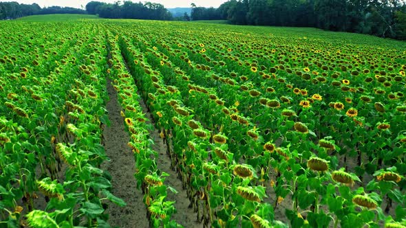 Aerial view of dry field of sunflowers in summer