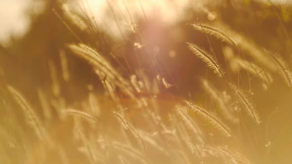 Sunshine Grass In The Morning 