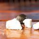 Little Rat Eating Cheese - VideoHive Item for Sale