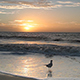 Beach Sunrise with Seagulls  - VideoHive Item for Sale