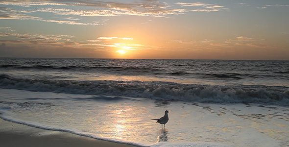 Beach Sunrise with Seagulls 