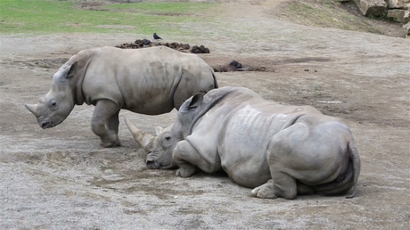 Cub Southern White Rhinoceros Trying To Wake His Mother.