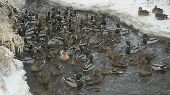 Feeding Ducks And Drakes In Red Creek In Winter