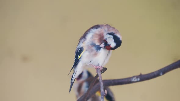 European Goldfinch or Goldfinch, Carduelis Carduelis. Small Passerine Bird