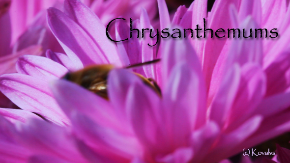Fly On A Pink Chrysanthemum Flower