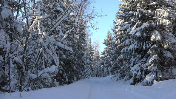 Forest Road in Winter