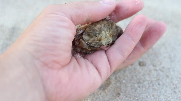 Live Crab Held In The Hand