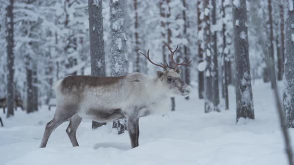 Reindeern looking around in a snowy forest in Lapland Finland.