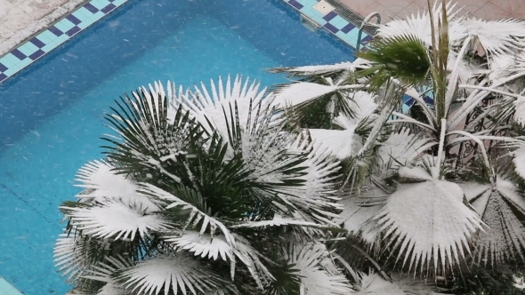 Palm In The First Snowfall