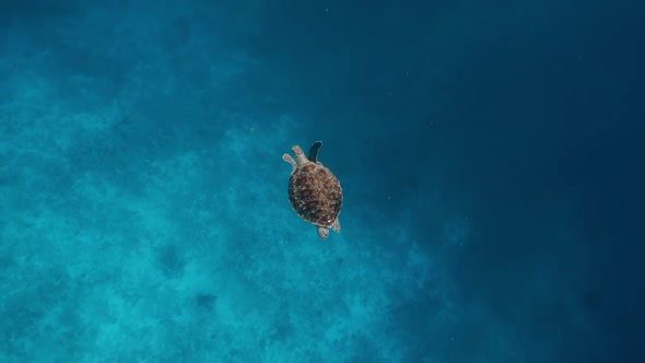 Sea Turtle Slowly Swiming in Blue Water Through Sunlight. Snorkeling on Wildlife. Underwater Serene
