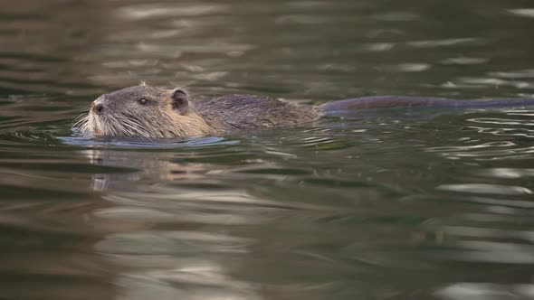 Floating Nutria in waterway eating using forepaws; daylight tracking shot