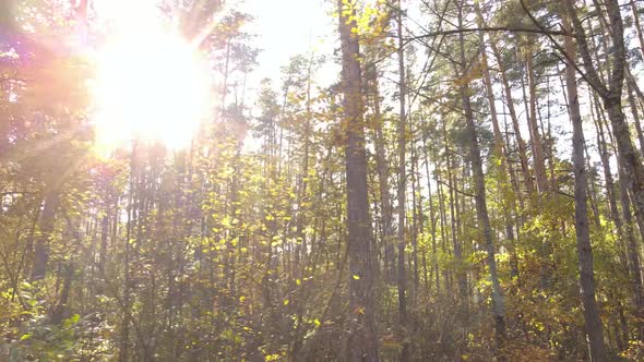 Autumn Forest Landscape with Trees By Day